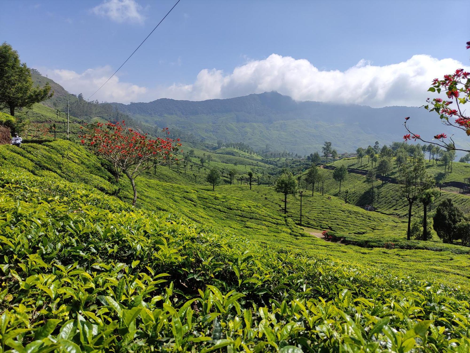 Munnar Village Homes Exteriér fotografie